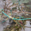 Achrioptera Manga