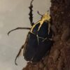 Mecynorhina torquata ugandensis – Image 3