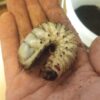 Mecynorhina torquata ugandensis – Image 4
