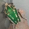 Mecynorhina torquata ugandensis – Image 2