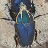 Mecynorhina torquata ugandensis
