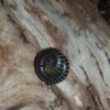 Anadenobolus monilicornis – Image 2