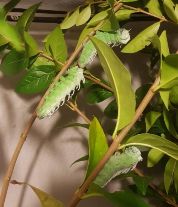 Attacus atlas – Image 2