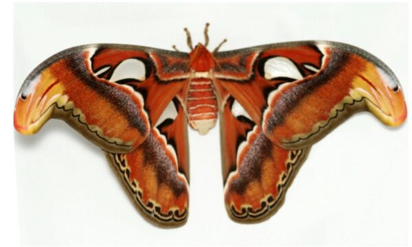 Attacus atlas