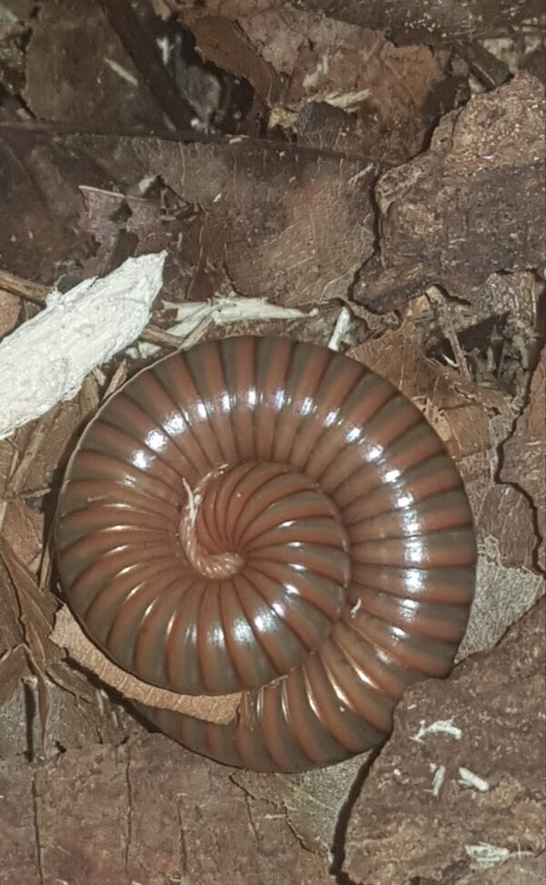 Spirostreptus Sp 1 – Image 2