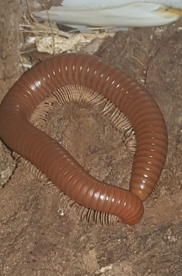 Spirostreptus Sp 1 – Image 3