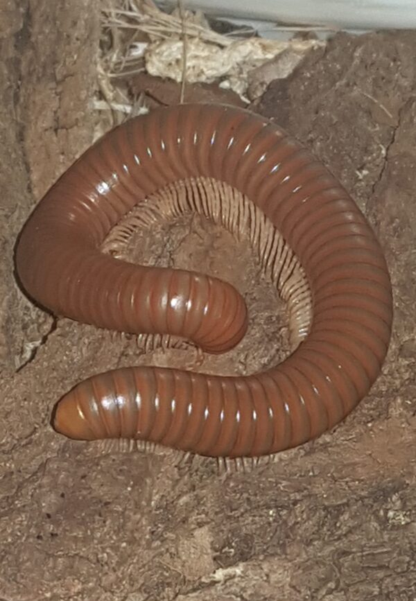 Spirostreptus Sp 1 – Image 4