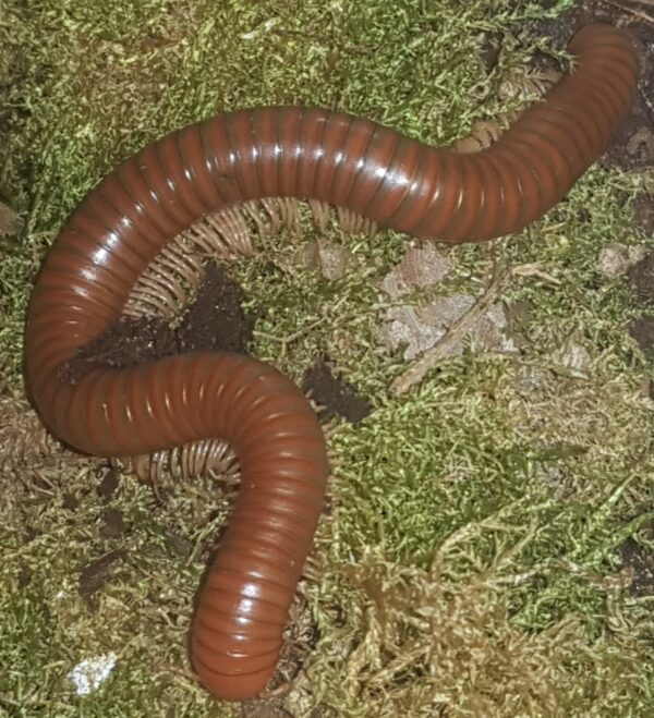 Spirostreptus Sp 1