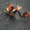 Astyasula basinigra