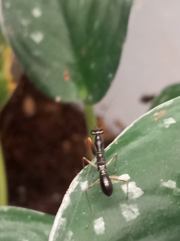 Odontomantis micans – Image 3
