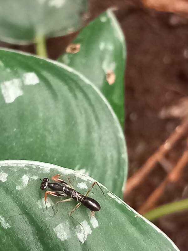Odontomantis micans