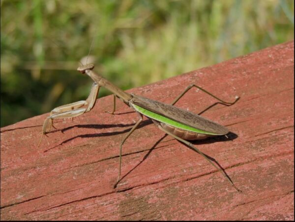 Tenodera sinensis