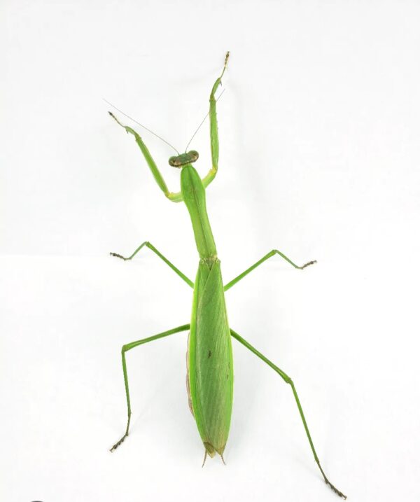 Tenodera sinensis – Image 3