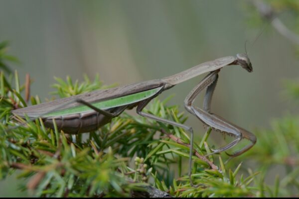 Tenodera sinensis – Image 4