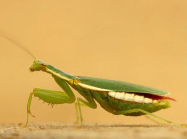 Odontomantis micans – Image 2