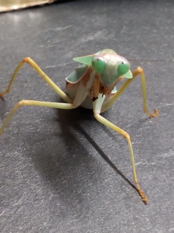 Rhombodera valida – Image 3