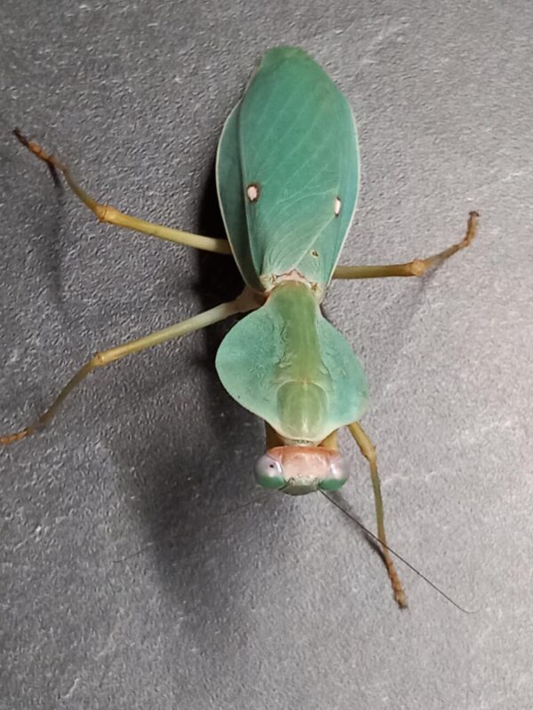 Rhombodera valida – Image 4