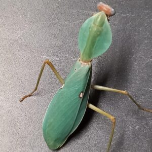 Rhombodera valida