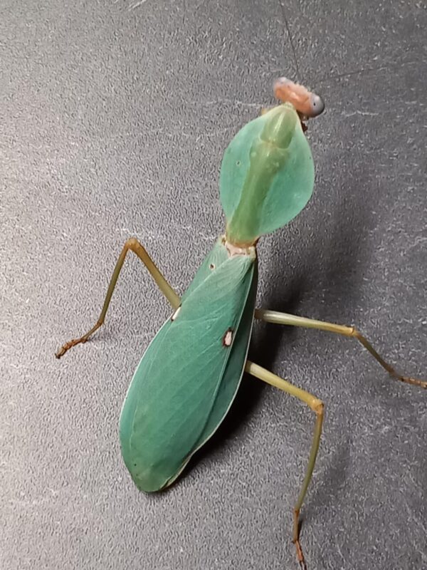 Rhombodera valida