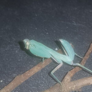 Hierodula patellifera