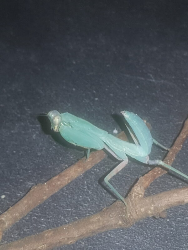 Hierodula patellifera