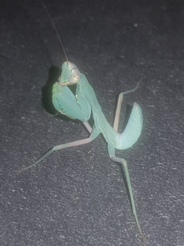 Hierodula patellifera – Image 4