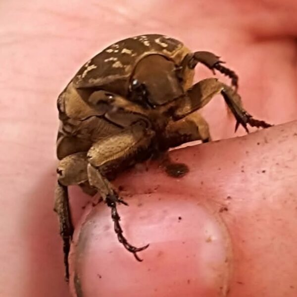 Protaetia culta culta – Image 2