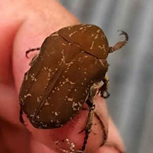 Protaetia culta culta