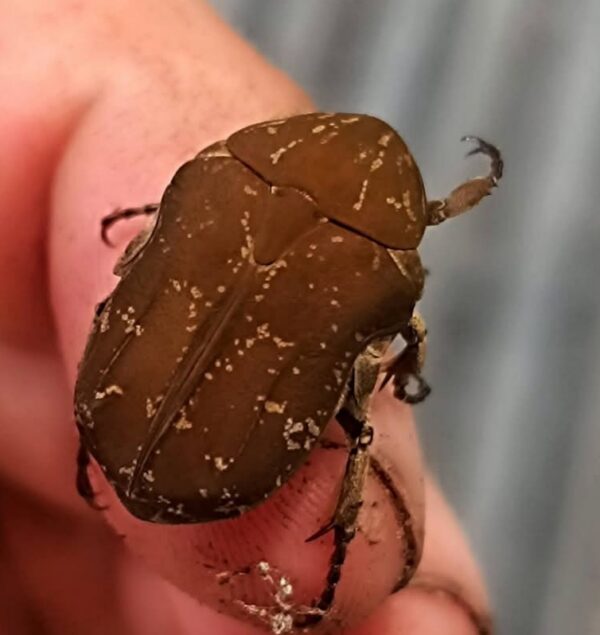 Protaetia culta culta